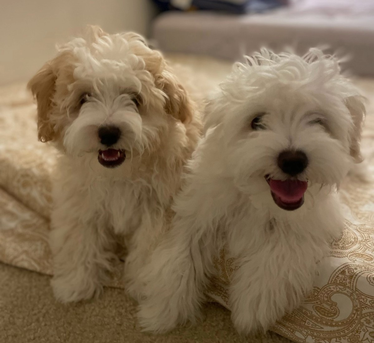 Percy and Pluto